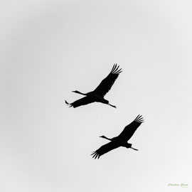 Kraniche im Herbst am Dümmer