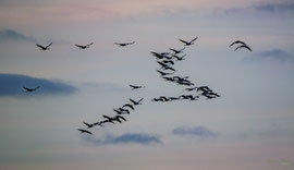 Kraniche im Herbst am Dümmer