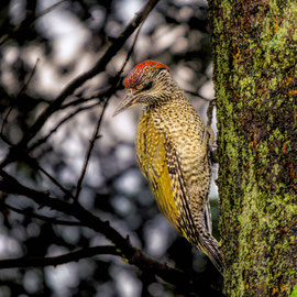 Grünspecht, Jungvogel