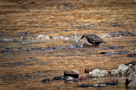 Früher Vogel fängt den Wurm (Wasseramsel)