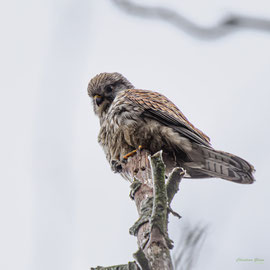 Turmfalke