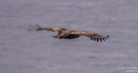 Norwegen, Seeadler, Runde, 01.06.2017