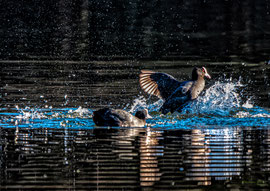Ich  zieh ja schon Leine