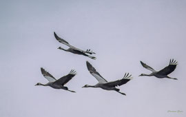 Kraniche im Herbst am Dümmer
