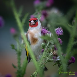 Distelfink (Stieglitz)