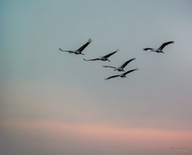 Kraniche im Herbst am Dümmer