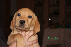 Murphy   2 Uhr 51   490 g