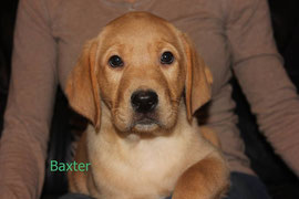 Baxter   6 Uhr 26   490 g