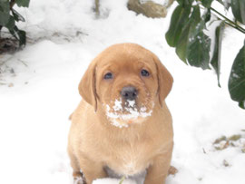 7 Wochen alt und der erste Schnee
