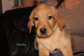 Marley   4 Uhr 19   470 g