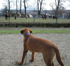 Auge in Auge mit den Alpacas in der Stuttgarter Wilhelma.