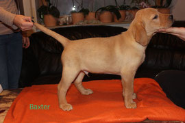 Baxter   6 Uhr 26   490 g