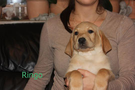 Ringo   3 Uhr 20   460 g
