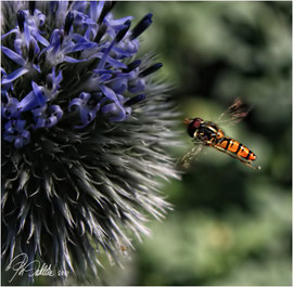 Anflug