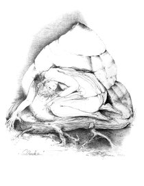 Schnecke, Zeichnung, Bleistift, 42 x 29,7 cm, 2007