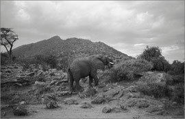 Kenya Parc National Kirinyaga Elephant photo noir et blanc Rollei 35