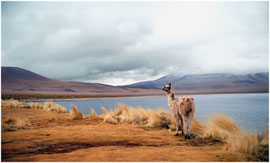 Laguna colorada Bolivie analogique 