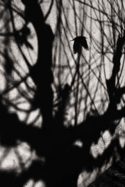 Shadow  on the wall in Corsica 