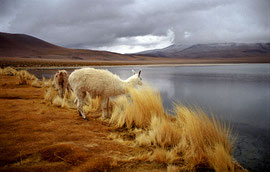 Laguna colorada Bolivie analogique 