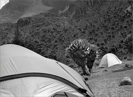 Kenya campement 3200 m
