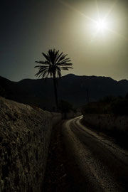 Tree of Kalimnos