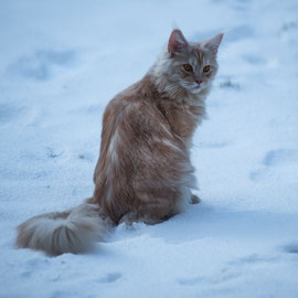 Valentino (30. Dezember 2025)