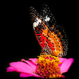 Schmetterling