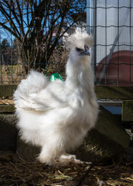 Quwendolin (März 2025)