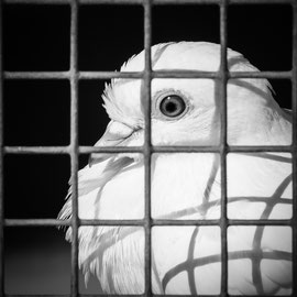 Der Friedensbote hinter Gitter
