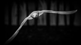 Möwe