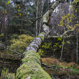 Waldviertel
