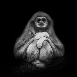 Gibbon