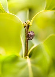 Schnecke