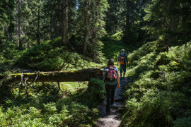 Im Rauriser Urwald