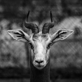 Mhorrgazelle im Porträt