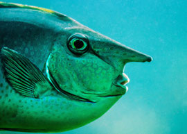 Nasenfisch