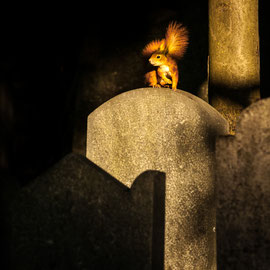 Eichhörnchen auf einem Grabstein