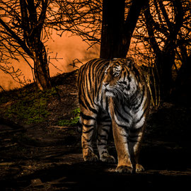 Tiger-sunset