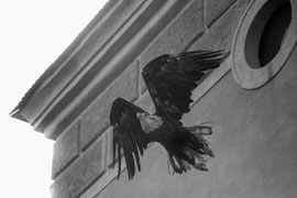 Adler