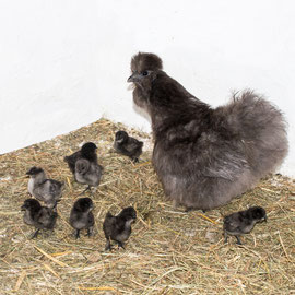 Crowy und ihr Nachwuchs (2025)