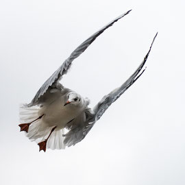 Lachmöwe