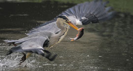 Graureiher mit Fisch