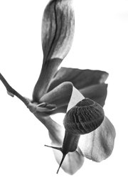 Weinbergschnecke