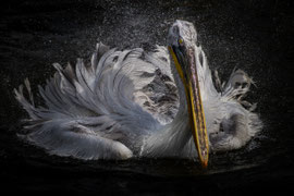 Pelikan