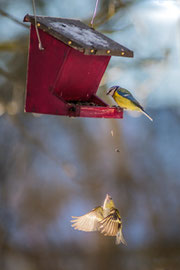 Am Vogelhäuschen