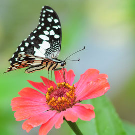 Schmetterling