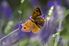 Schmetterling