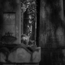 Reh im Wiener Zentralfriedhof