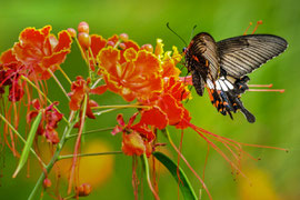 Schmetterling