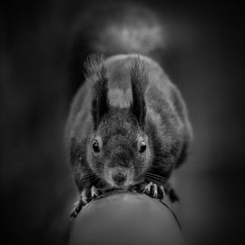Eichhörnchen